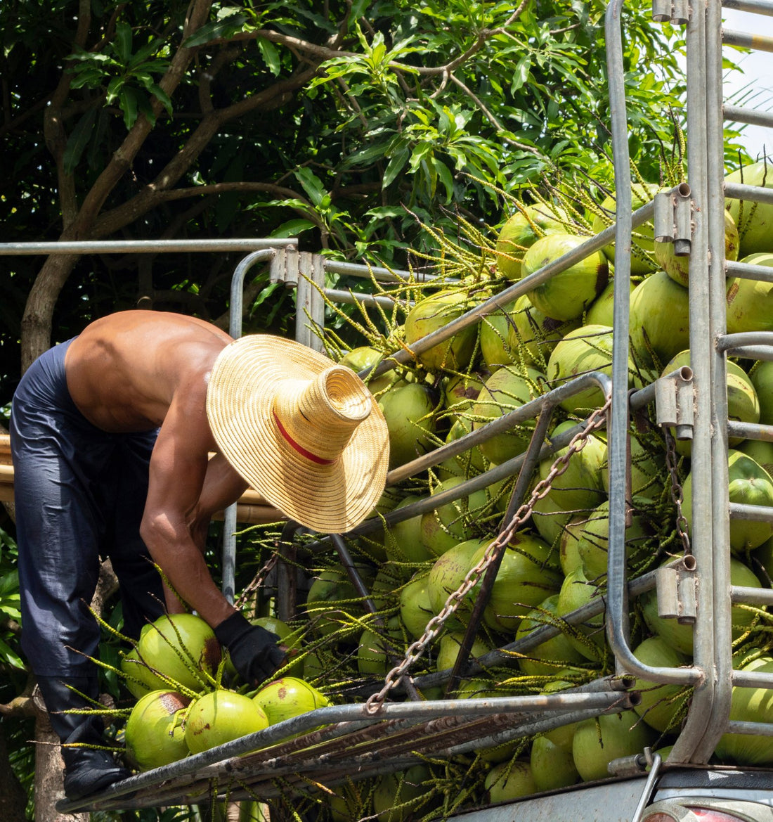 Olive Oil vs. Coconut Oil: Which One Is The Better Choice? - Heraclea Food Co