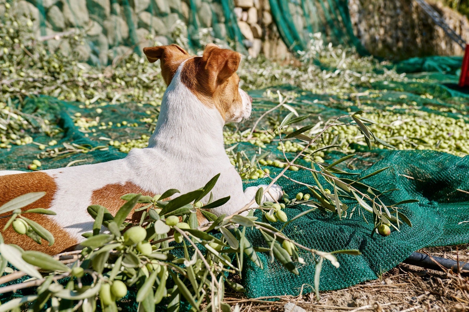 Can Dogs Eat Olive Oil?