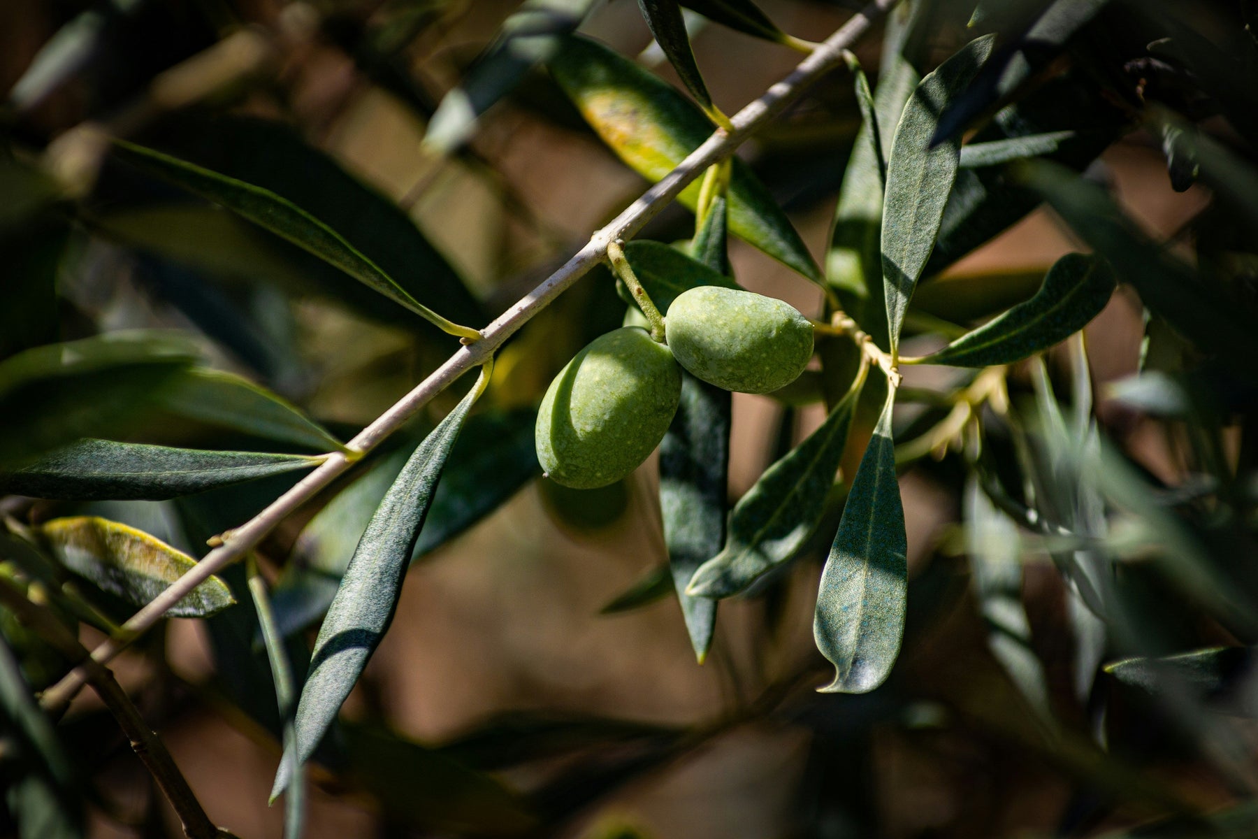 Heraclea Early Harvest extra virgin olive oil bottle — the finishing oil from our dry-farmed grove on Mount Latmos, tested at 550 mg/kg polyphenols and 0.2% acidity