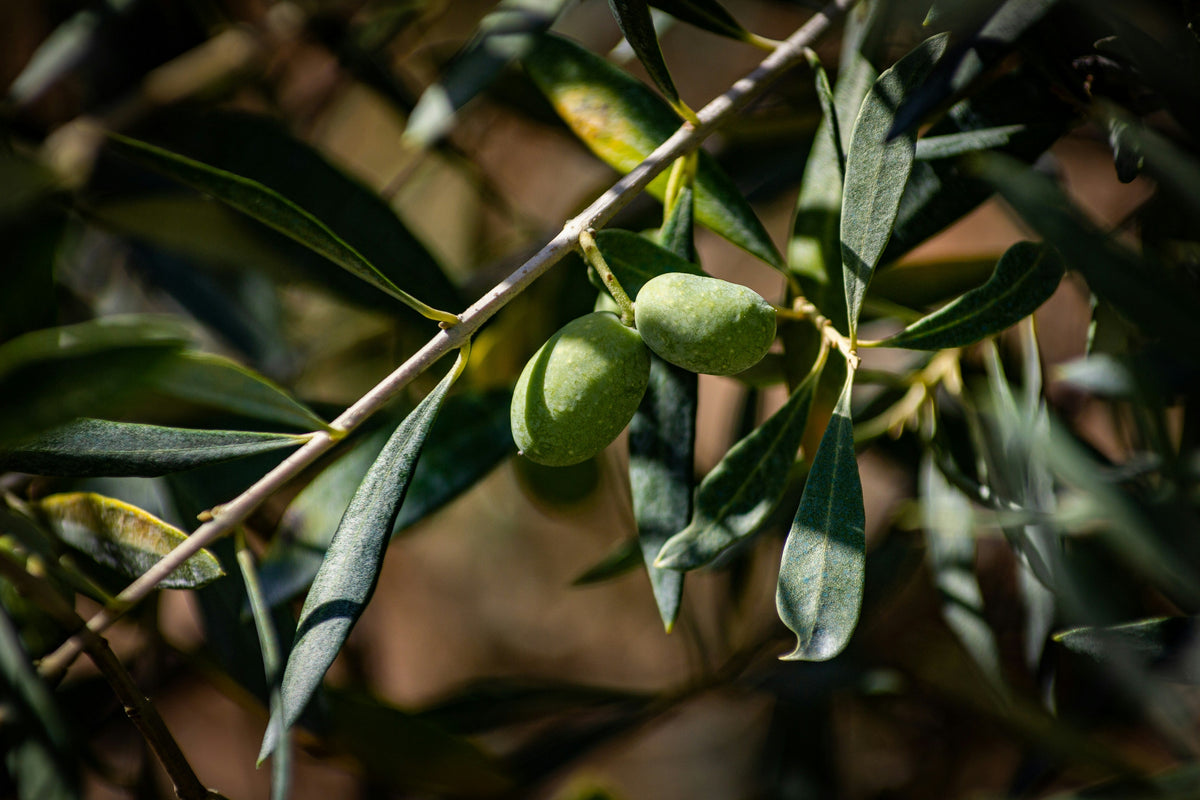 Fresh early harvest olive oil at the Heraclea mill in Milas