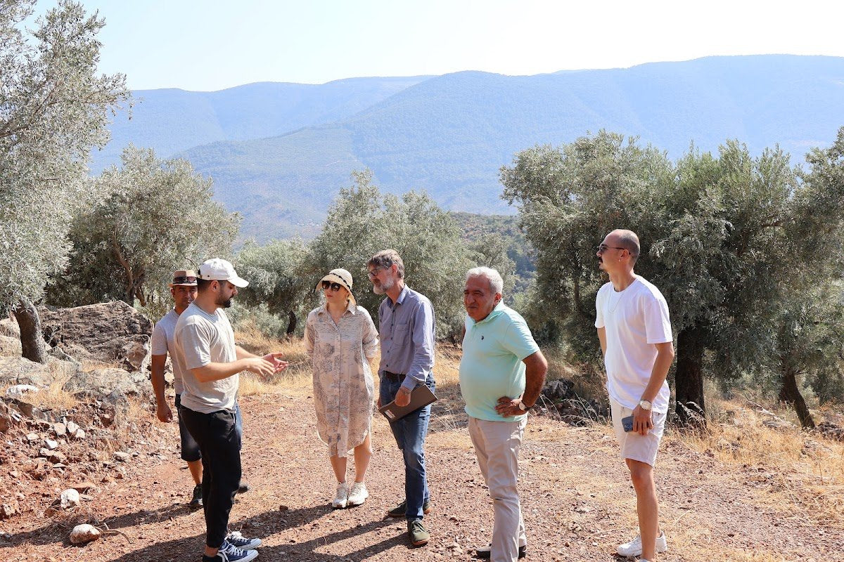 Hillside olive groves in Milas, Turkey, with wild olive trees and mountains