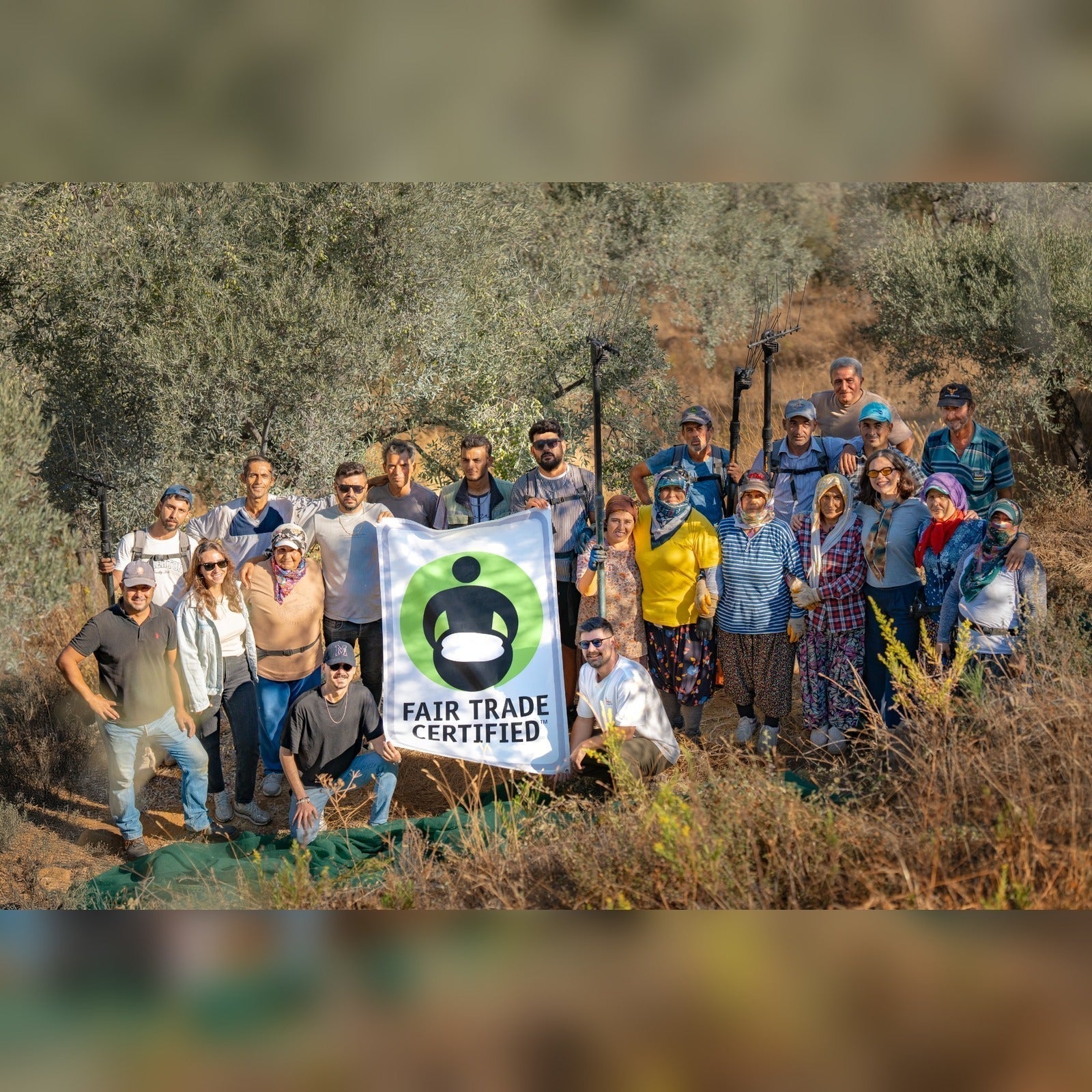 Heraclea Fair Trade Olive Oil — workers in our grove on Mount Latmos