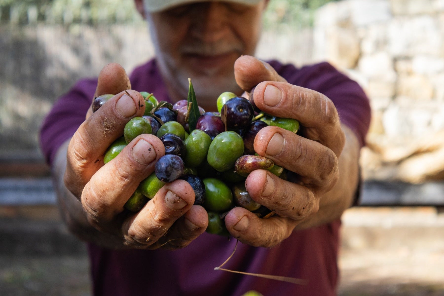 High Polyphenol Olive Oil: A Producer's Honest Guide to Finding the Real Ones