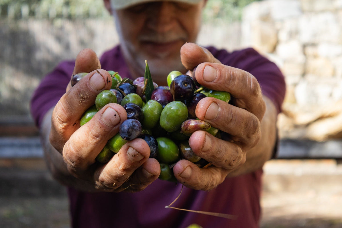 Cupped hands holding freshly picked green and purple olives