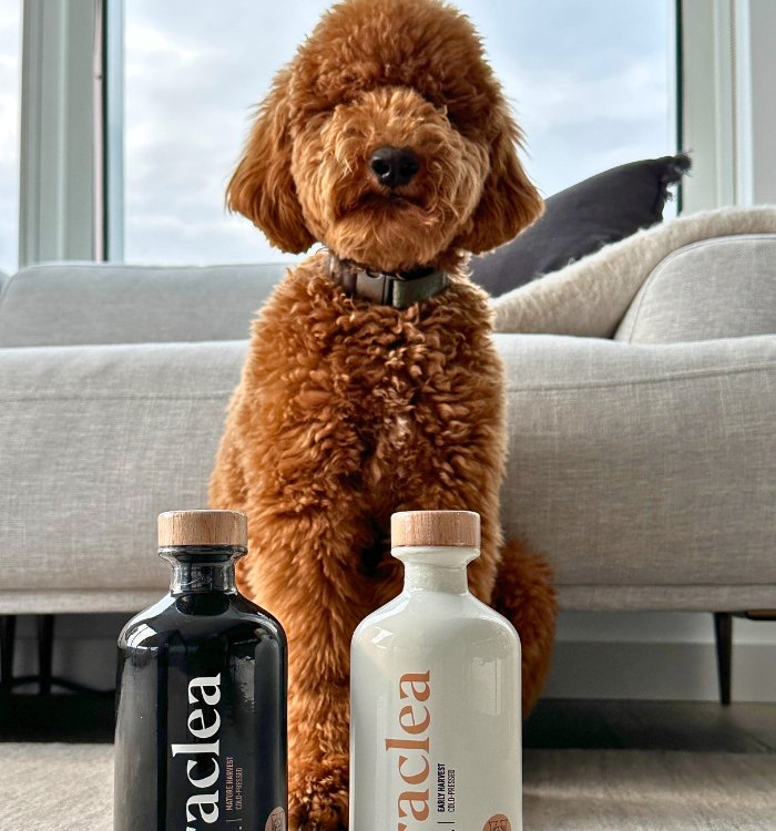 Can Dogs Eat Olive Oil? - Heraclea Food Co