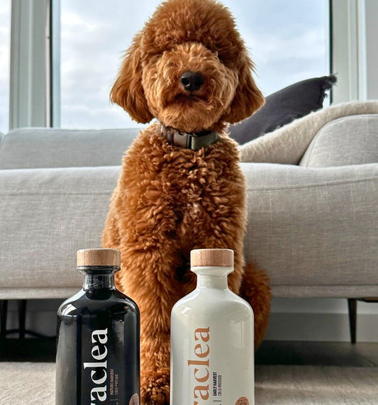 Can Dogs Eat Olive Oil? - Heraclea Food Co