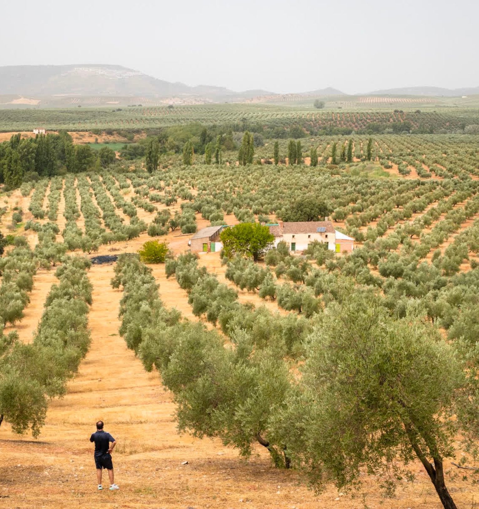 Why Is Good Olive Oil So Expensive? - Heraclea Food Co
