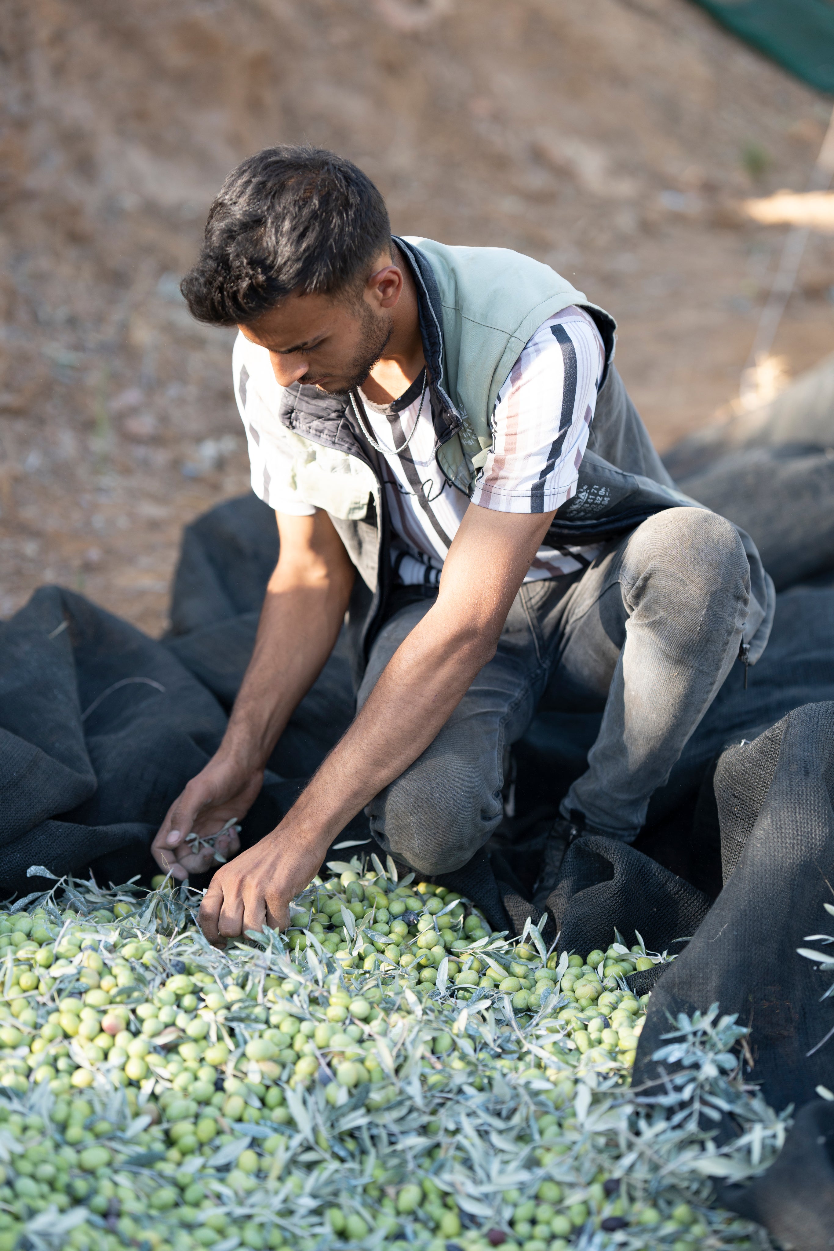 Our Story – Heraclea Food Co